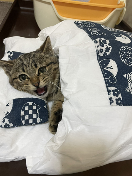 保護した子猫がお布団で寝るようになりました 安心しきった猫ちゃんの表情がかわいくて癒やされる ねとらぼ