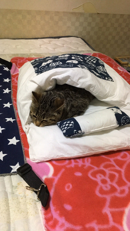 保護した子猫がお布団で寝るようになりました 安心しきった猫ちゃんの表情がかわいくて癒やされる ねとらぼ