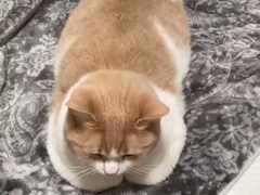 猫ちゃんの 香箱座り かと思いきや まさかの 思わぬポーズのにゃんこに爆笑する人が続出 ねとらぼ