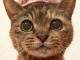 保護した猫が、21歳のお誕生日をむかえ……　人間換算で“百寿”を迎えた猫さまに「おめでとう！」の声