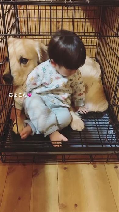 赤ちゃん 遊ぼう 犬 仕方ないワン 赤ちゃんを優しく受け入れるワンコがかわいい ねとらぼ