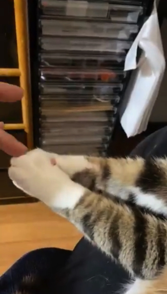 猫ちゃんの握手会