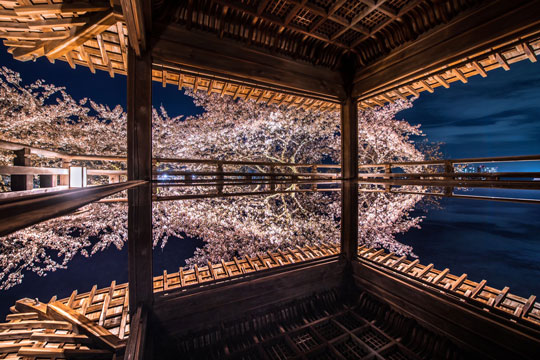 滋賀県 園城寺 三井寺 観月舞台 夜桜 美しい 写真