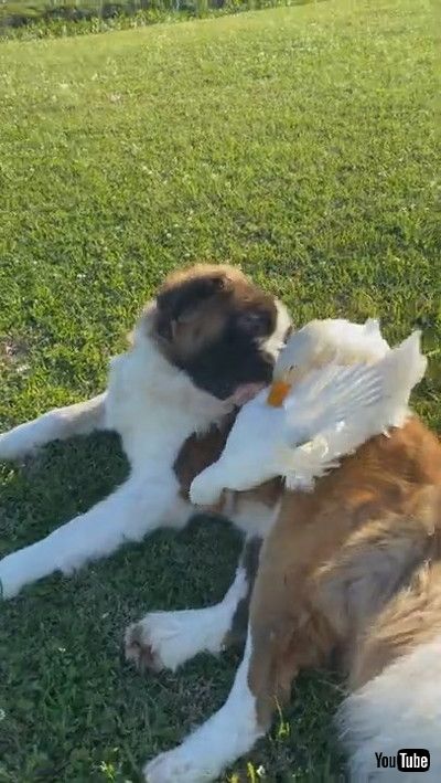 uLarge Doggy Lounges Around With His Duck Friends || ViralHogv