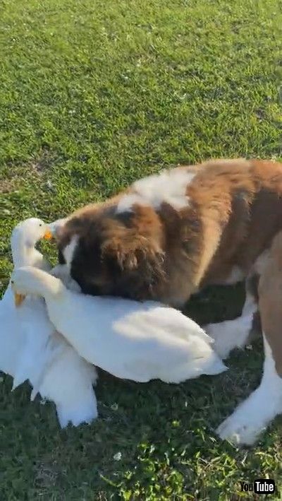 uLarge Doggy Lounges Around With His Duck Friends || ViralHogv