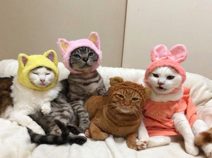 猫 コスプレして集合写真だニャン とってもお似合いな猫ちゃんたちが面白かわいい ねとらぼ