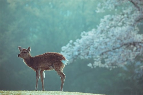 鹿のお尻から桜がブワーッ 奇跡の1枚になった写真が 笑いました すごい好き と話題に ねとらぼ