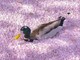 桜の花びらが織り成す絨毯に1羽の鴨　水面に浮かぶ光景に「美しい絵画」「幻想的」の声