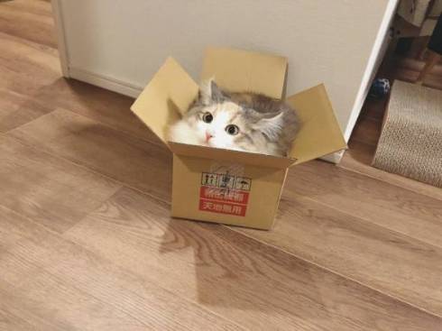 猫 ほたてちゃん 箱入りネコ