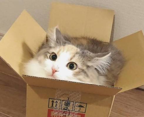 猫 ほたてちゃん 箱入りネコ