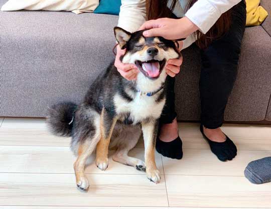 柴犬 ここどこ お肉だ やったー 犬用焼き肉セット に気付いたワンコのキラキラな笑顔がかわいい ねとらぼ