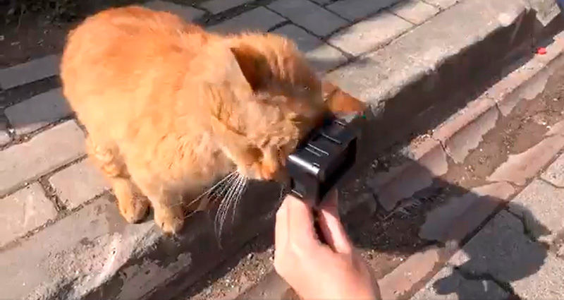 トルコの野良猫にカメラを近づけたら カメラが好きすぎて撮影不可能になってしまう猫ちゃんがかわいい ねとらぼ