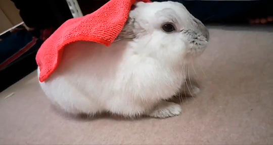 飼い主がウサギにタオルをかけると お寿司に変身するモフモフウサギさんに 斬新 めちゃかわいい の声 ねとらぼ