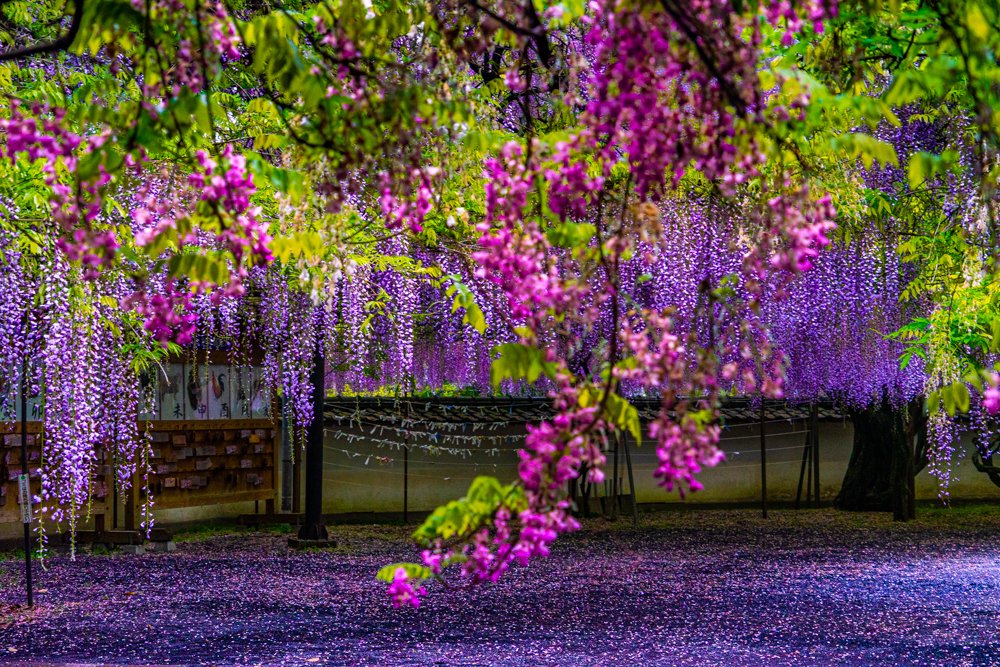 藤の花で紫に染まる 藤山神社 が美しい 鬼滅の刃 の藤襲山を思い出す人も 1 2 ページ ねとらぼ