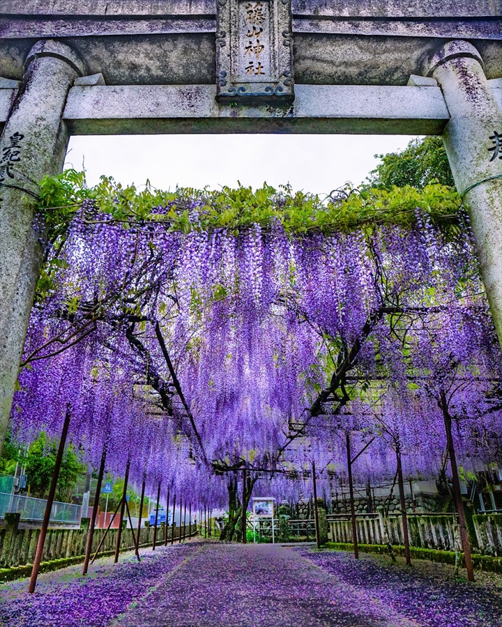 藤の花で紫に染まる 藤山神社 が美しい 鬼滅の刃 の藤襲山を思い出す人も 1 2 ページ ねとらぼ