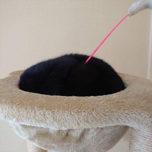 黒猫がキレイに丸まると 黒くて丸い謎の物体の出来上がり ウニ おはぎ と何に見えるかで盛り上がる 1 2 ページ ねとらぼ