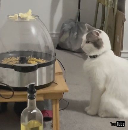 「Cat Watches Popcorn Cook || ViralHog」