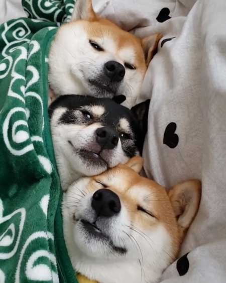 お布団でくっつく柴犬3姉妹がかわいい 仲良しっぷりが伝わる ぎゅうぎゅう寝 に笑顔になる ねとらぼ