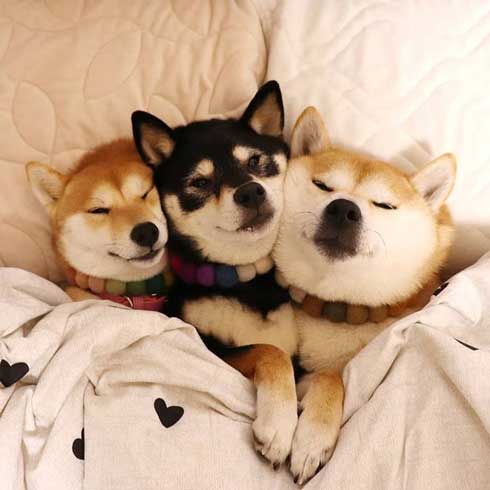 柴犬 3匹 ぎゅうぎゅう 寝姿 添い寝 お布団 だんご 姉妹
