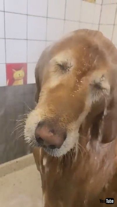「Dog Closes Their Eyes And Enjoys As Water Falls Over Them While Showering - 1183771」