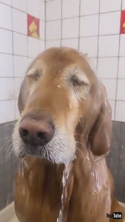 「Dog Closes Their Eyes And Enjoys As Water Falls Over Them While Showering - 1183771」
