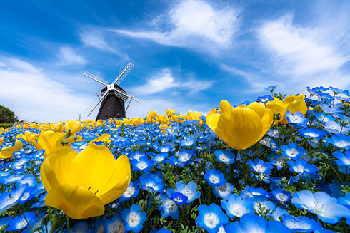 風車を背にしたチューリップとネモフィラ　青と黄色の花を撮影した写真が幻想的ですてき
