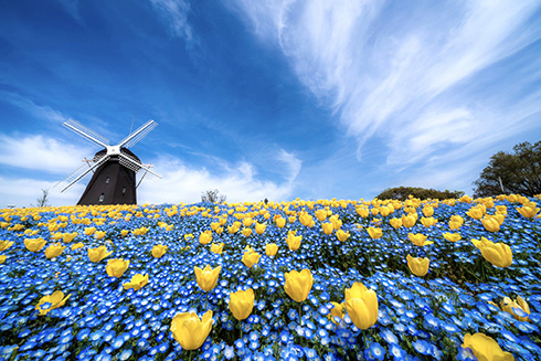 風車を背にしたチューリップとネモフィラ　青と黄色の花を撮影した写真が幻想的ですてき