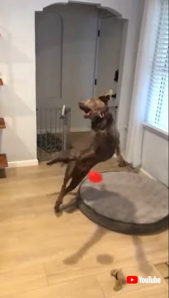 Clumsy Dog Jumps and Falls While Trying to Catch Toy - 1184092