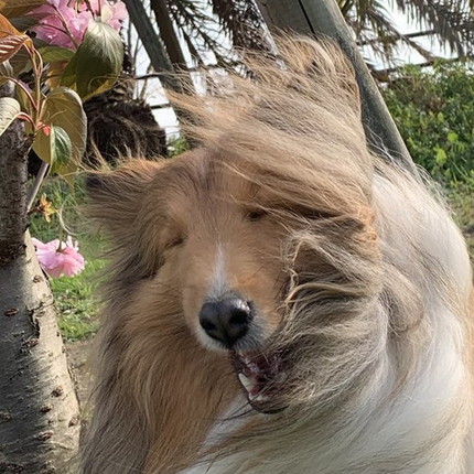 犬 やだー 風つよーい 強風でロングヘアが乱れるワンコのキャピキャピした表情がかわいい ねとらぼ