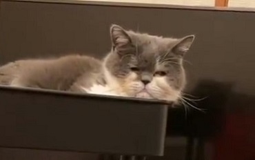 猫 IKEAのワゴン くつろぐネコ