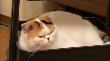 猫 IKEAのワゴン くつろぐネコ