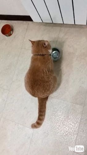 Demands for Food Bowl