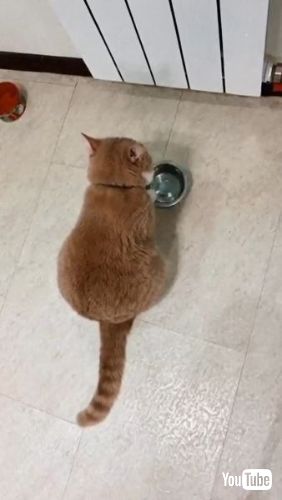 Demands for Food Bowl