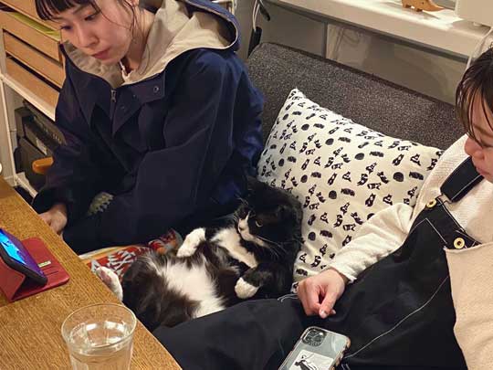 アニメ鑑賞 割り込む ボス 猫 座り方 保護猫 サブちゃん