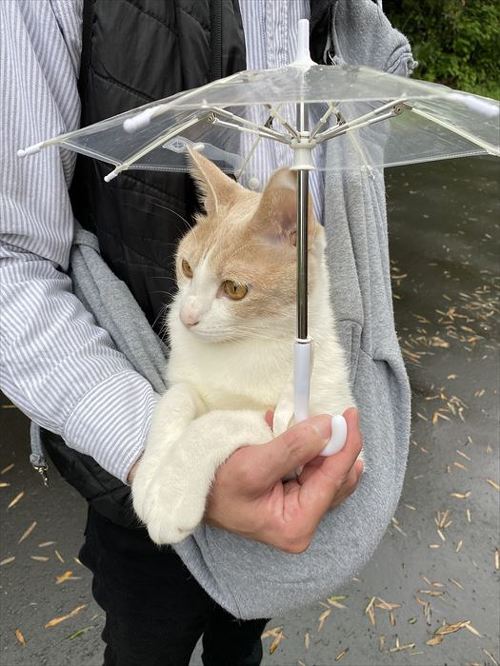 雨の日もお散歩したい猫ちゃん 抱っこ 傘スタイル に かわいいがすぎる 癒やされます ねとらぼ