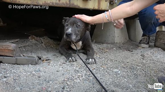 飼い主に置き去りにされ 9年間孤独に暮らした老犬を保護 新しい家族のもとで幸せに過ごす姿に涙がにじむ 1 2 ページ ねとらぼ