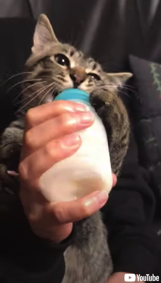 哺乳瓶でミルクを飲む猫ちゃん