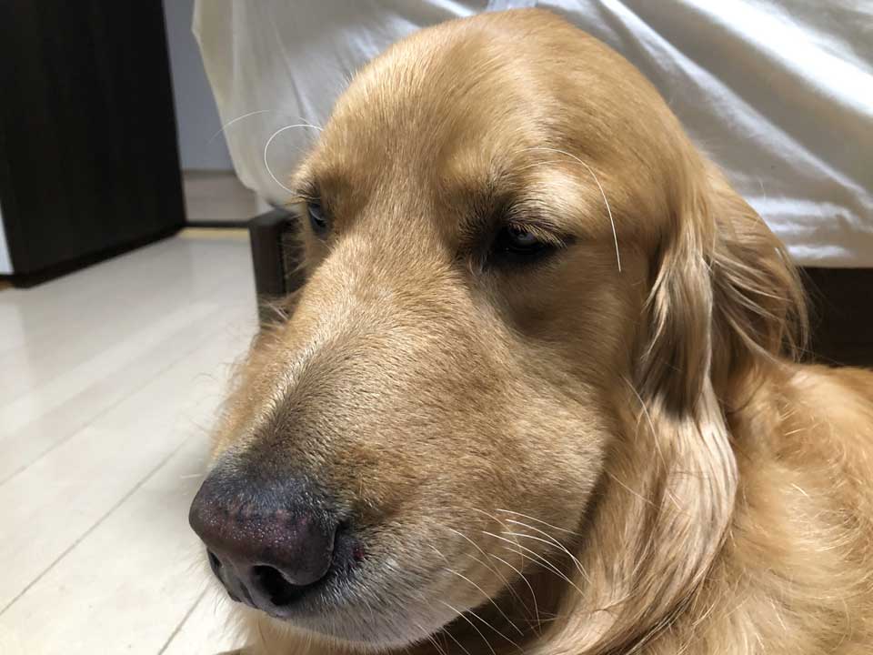 愛犬家の皆さん 草むらにはご注意ください マムシにかまれてお顔が四角くなったゴールデンレトリバー 飼い主が注意喚起 1 2 ページ ねとらぼ