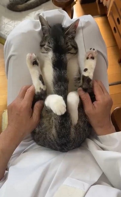 しっぽを抱っこする猫ちゃん