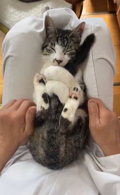 しっぽを抱っこする猫ちゃん