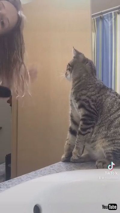 uCute Tabby Cat Mimics Owner Brushing Her Hair || ViralHogv