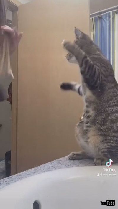 uCute Tabby Cat Mimics Owner Brushing Her Hair || ViralHogv
