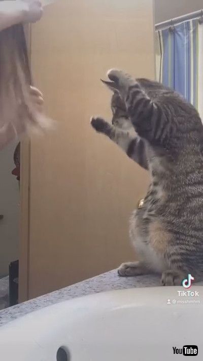 「Cute Tabby Cat Mimics Owner Brushing Her Hair || ViralHogg」