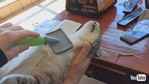 「Lazy Cat Loves Brushing Session || ViralHog」