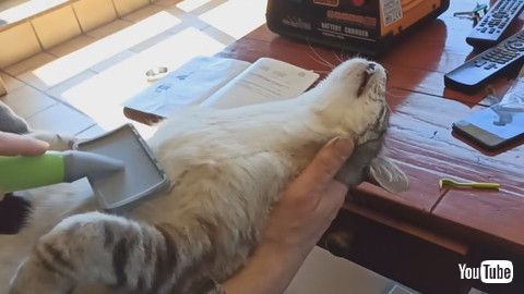 uLazy Cat Loves Brushing Session || ViralHogv