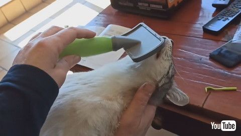 uLazy Cat Loves Brushing Session || ViralHogv