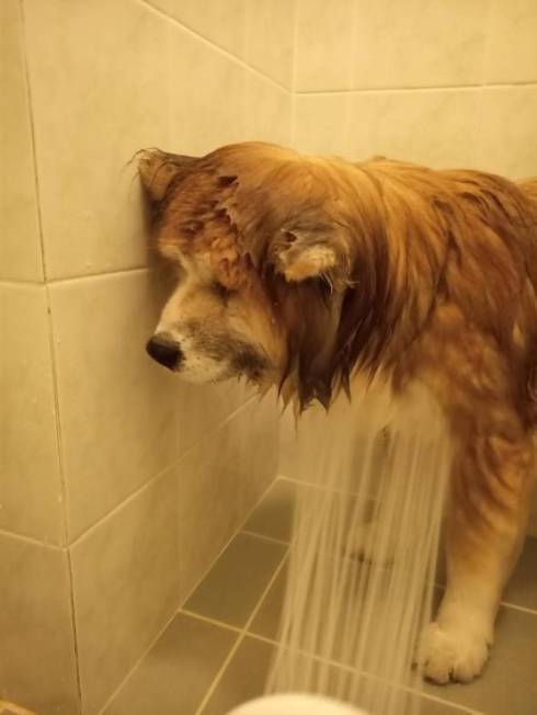 飼い主さん 犬さん シャワー 目を合わせてくれない