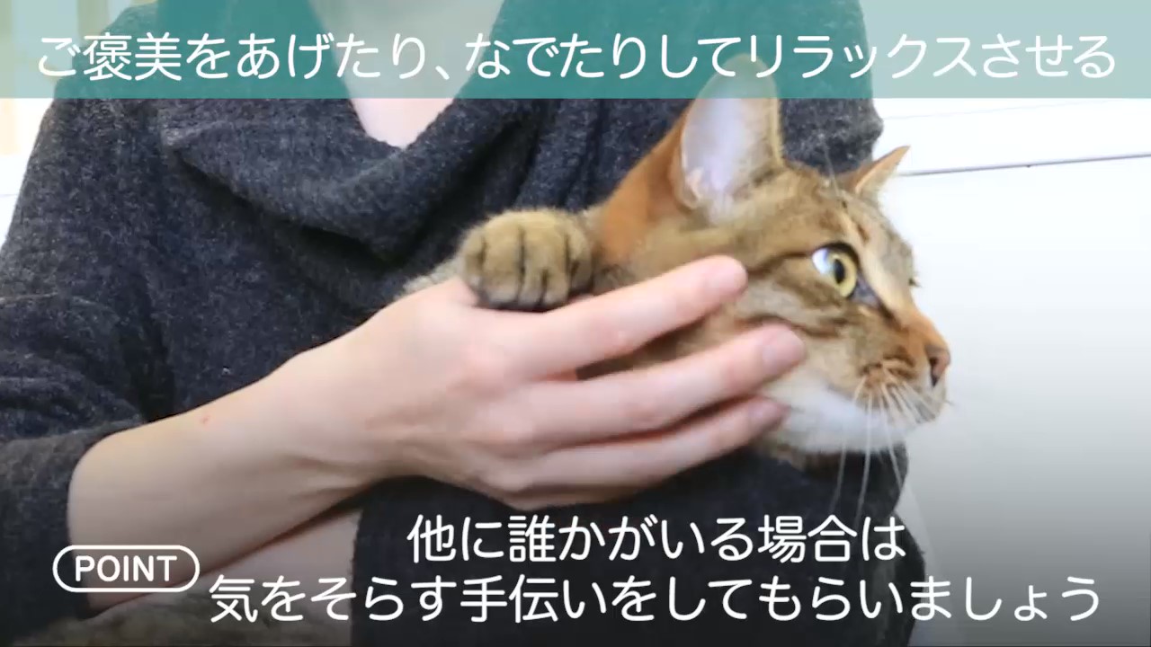 猫ちゃんの塗り薬のタイミング 塗った後の注意点は 嫌がる猫ちゃんに塗り薬をスムーズに塗るコツ ペット手帳 ねとらぼ