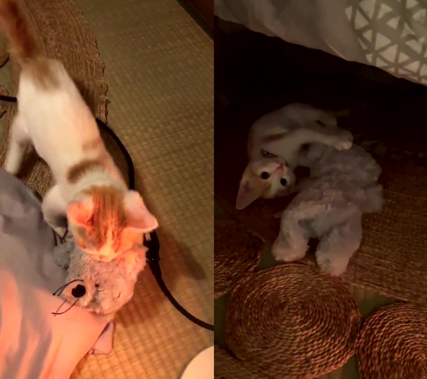 猫がぬいぐるみを連れて行ったのは こたつの中で優しく寝かしつける姿に かわいすぎる 癒やしです ねとらぼ