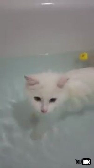 uPeculiar Kitty Loves Her Bathtime || ViralHogv